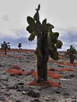 Opuncie (Opuntia echios) - čeleď kaktusovité - Cactaceae