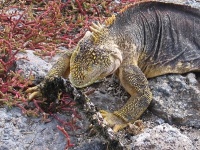 Leguán galapážský (Conolophus subcristatus) - čeleď leguánovití - Iguanidae; samec