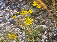 Starček (Senecio squalidus) - čeleď hvězdnicovité - Asteraceae