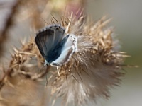 Modrásek krušinový (Celastrina argiolus) - čeleď modráskovití - Lycaenidae; samice