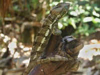 Chameleon pardálí (Furcifer pardalis) - čeleď chameleonovití - Chamaeleonidae; mládě