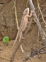 Chameleon pardálí (Furcifer pardalis) - čeleď chameleonovití - Chamaeleonidae; samice