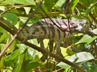 Chameleon pardálí (Furcifer pardalis) - čeleď chameleonovití - Chamaeleonidae; samec