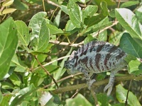 Chameleon pardálí (Furcifer pardalis) - čeleď chameleonovití - Chamaeleonidae; samec