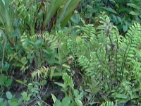 Ledviník (Nephrolepis cordifolia) - čeleď ledvinovníkovité - Aspleniaceae