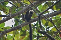 Lemur běločelý (Eulemur albifrons); samec