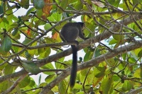 Lemur běločelý (Eulemur albifrons); samec