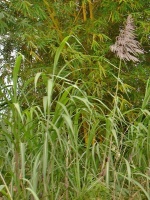 Rákos obecný (Phragmites australis) - čeleď lipnicovité - Poaceae