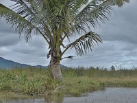 Kokosovník ořechoplodý (Cocos nucifera) - čeleď arekovité - Arecaceae