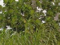 Chlebovník obecný (Artocarpus altilis) - čeleď morušovníkovité - Moraceae