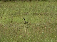 Volavka černá (Egretta ardesiaca)