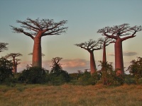 Baobab (Adansonia grandidieri) - čeleď slézovité - Malvaceae