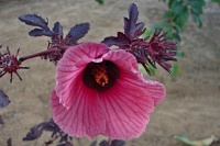Ibišek (Hibiscus sp.) - čeleď slézovité - Malvaceae