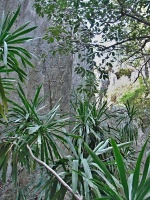 Dračinec (Dracaena reflexa) - čeleď chřestovité - Asparagaceae