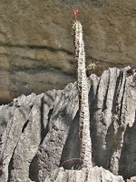 Pryšec (Euphorbia viguieri) - čeleď pryšcovité - Euphorbiaceae
