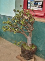 Tlustice (Crassula ovata) - čeleď tlusticovité - Crassulaceae