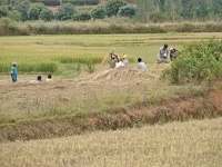 Charakteristické ekosystémy - zemědělská krajina (rýžová pole)