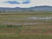 Charakteristické ekosystémy - zemědělská krajina (rýžová pole)