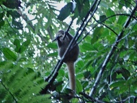 Lemur zlatý (Hapalemur aureus)
