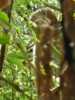 Lemur rudočelý (Eulemur rufifrons)