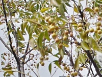 Zederach hladký (Melia azedarach) - čeleď zederachovité - Meliaceae