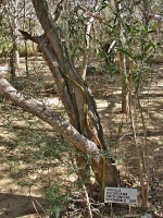 Vanilovník (Vanilla decaryana) - čeleď vstavačovité - Orchidaceae