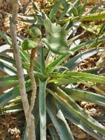 Aloe pravá (Aloe vera) - žlutokapovité - Xanthorrhoeaceae