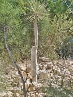 Pachypodium lamerei (čeleď toješťovité - Apocynaceae)