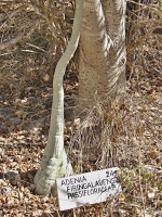 Adenia firingalavensis (čeleď mučenkovité - Passifloraceae)