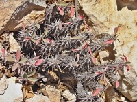 Pryšec (Euphorbia fianarantsoae) - čeleď pryšcovité - Euphorbiaceae