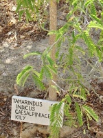 Tamarind indický (Tamarindus indicus) - čeleď bobovité - Fabaceae