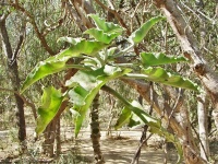 Kolopejka (Kalanchoe beharensis) - čeleď tlusticovité - Crassulaceae