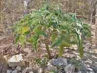 Kolopejka (Kalanchoe beharensis) - čeleď tlusticovité - Crassulaceae