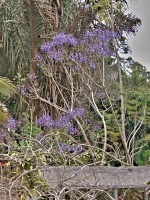 Žakaranda mimózolistá (Jacaranda mimosifolia) - čeleď trubačovité - Bignoniaceae