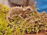 Brokesie růžkatá (Brookesia superciliaris) - čeleď chameleonovití - Chamaeleonidae