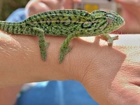 Chameleon kobercový (Furcifer lateralis) - čeleď chameleonovití - Chamaeleonidae