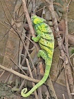 Chameleon obrovský (Furcifer oustaleti) - čeleď chameleonovití - Chamaeleonidae