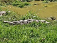 Krokodýl nilský (Crocodylus niloticus) - čeleď krokodýlovití - Crocodylidae