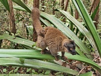 Lemur bělohlavý (Eulemur fulvus), samice