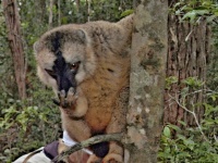 Lemur bělohlavý (Eulemur fulvus); samice