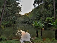 Charakteristické ekosystémy - tropický deštný prales
