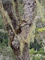 Provazovka (Usnea himantodes) - čeleď terčovkovité Parmeilaceae  