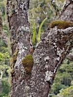 Sleziník (Asplenium sp.) - čeleď sleziníkovité - Aspleniaceae
