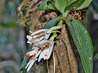 Angraecum sp. (čeleď vstavačovité - Orchidaceae)