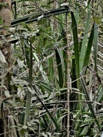 Pandán (Pandanus sp.) - čeleď pandánovité - Pandanaceae