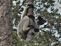 Indri babakoto (Indri indri)