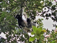 Indri babakoto (Indri indri)
