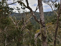 Charakteristické ekosystémy - sklerofytní horský les       