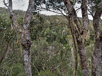 Charakteristické ekosystémy - sklerofytní horský les