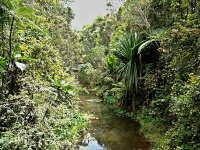 Charakteristické ekosystémy - galeriový prales 